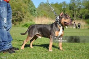 American Bully – co musisz wiedzieć o tej wyjątkowej rasie psów?