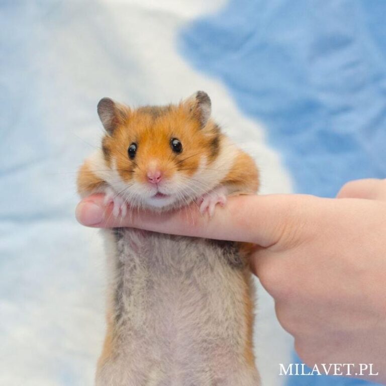 Czy chomiki mogą jeść pestki dyni? Oto, co musisz wiedzieć!