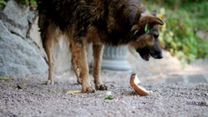 Czy pies może jeść chleb z pasztetem? Oto, co warto wiedzieć!
