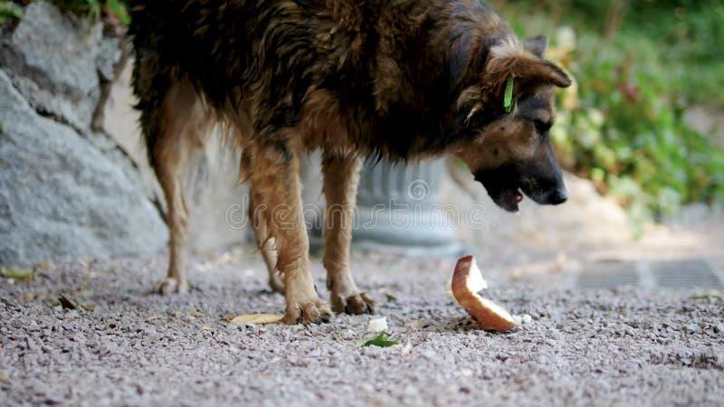 Czy pies może jeść chleb z pasztetem? Oto, co warto wiedzieć!
