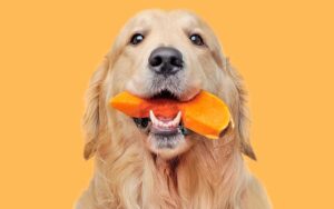 Czy pies może jeść dynię? Sprawdzamy jej szkodliwość dla psów!