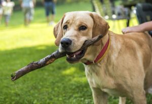 Czy pies może jeść patyki? Oto powody, dla których to robi!