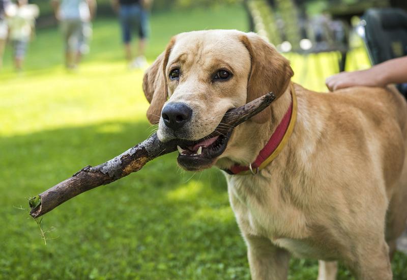Czy pies może jeść patyki? Oto powody, dla których to robi!
