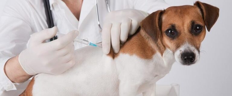 Czy pies może jeść przed szczepieniem? Oto praktyczny poradnik dla właścicieli czworonogów.