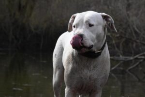 Dogo Argentino – Fascynująca Charakterystyka i Opis Rasy, Który Zadziwia