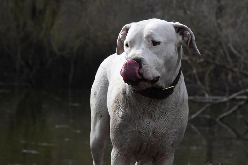 Dogo Argentino – Fascynująca Charakterystyka i Opis Rasy, Który Zadziwia