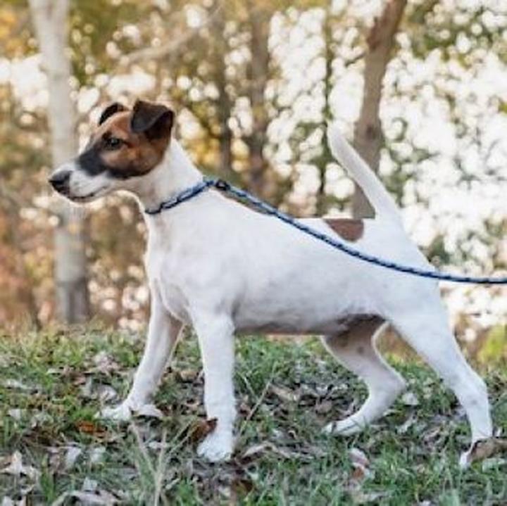 Fox Terrier – Urokliwy Towarzysz z Unikalnym Charakterem i Opis Rasy