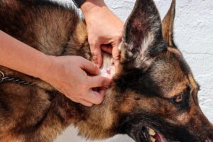 Jak rozpoznać kaszaka u psa i skutecznie go leczyć?