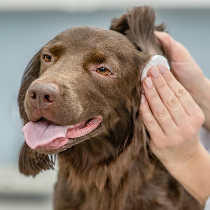 Jak skutecznie leczyć strupki na uszach psa i małe rany na uchu pupila?