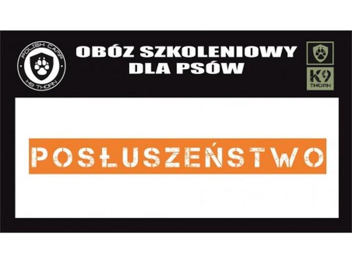 Jak skutecznie nauczyć psa posłuszeństwa podczas spacerów?