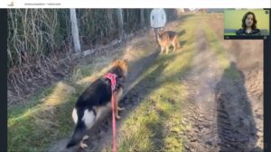 Jak skutecznie nauczyć psa spokojnego mijania innych psów?