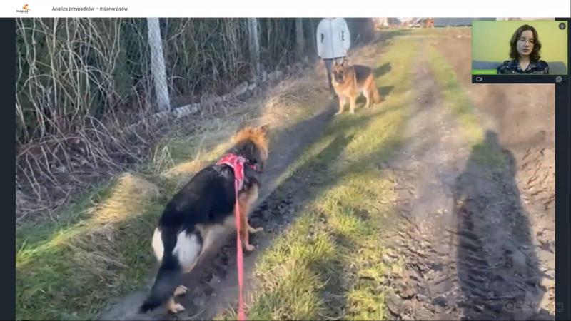 Jak skutecznie nauczyć psa spokojnego mijania innych psów?