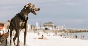 Niezapomniane wakacje z psem: najlepsze miejsca na urlop w Polsce