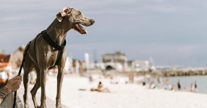 Niezapomniane wakacje z psem: najlepsze miejsca na urlop w Polsce