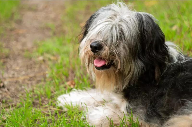 Poznaj polskiego owczarka nizinna – charakterystyka i unikalne cechy rasy