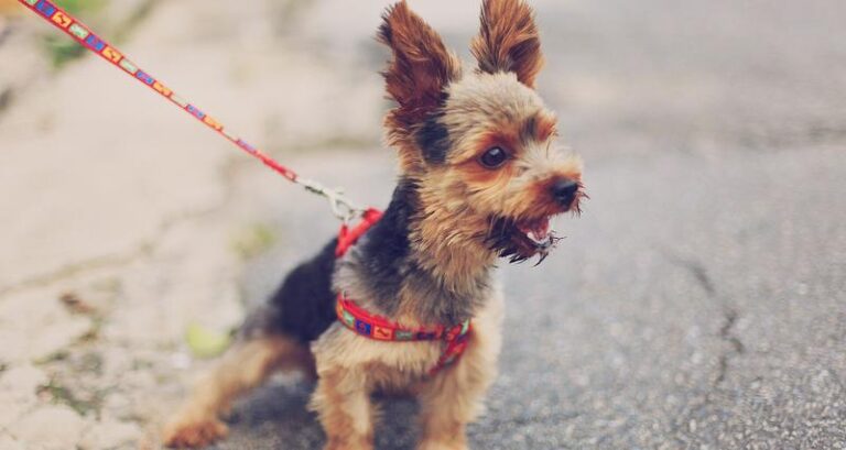 Skuteczne metody, jak oduczyć psa nadmiernego szczekania