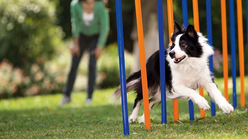 Skuteczne metody na to, jak nauczyć psa ignorować inne psy
