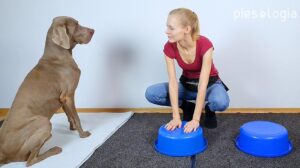 Skuteczne metody na to, jak nauczyć psa imienia i wzmocnić więź z pupilem