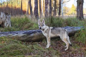 Wilczak – kluczowe informacje o tej niezwykłej rasie psa