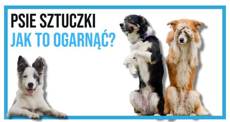 Zabawa z pupilem: Jak nauczyć psa sztuczek, które zachwycą każdego