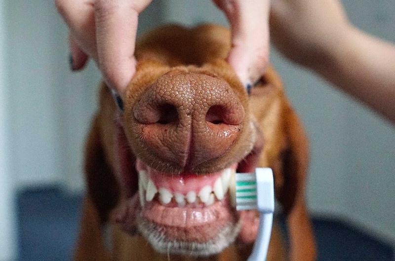 Akcesoria do pielęgnacji psich zębów