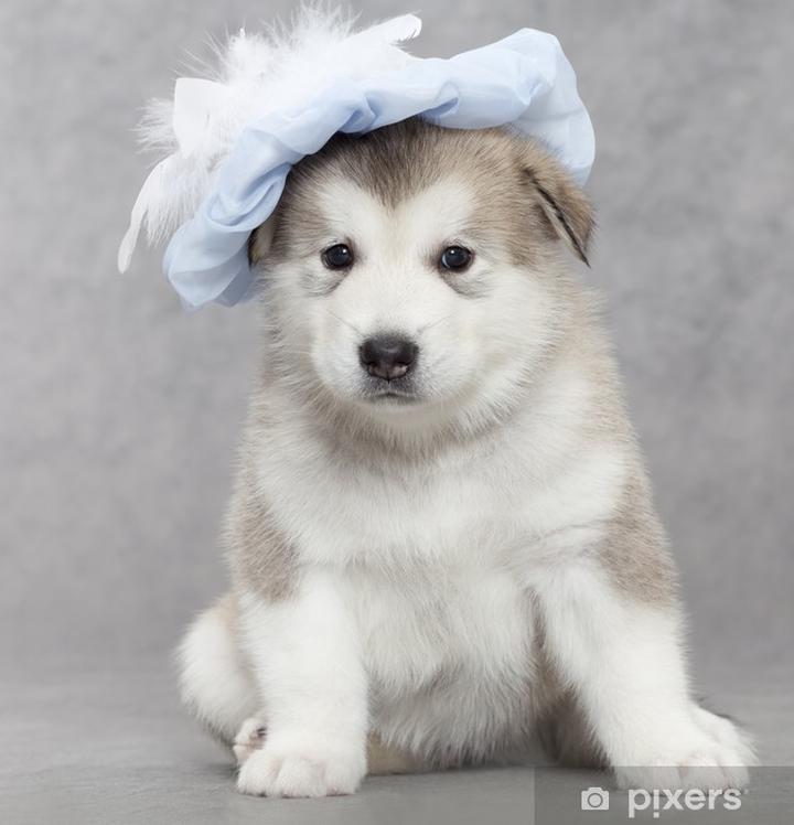 Alaskan Malamute charakterystyka