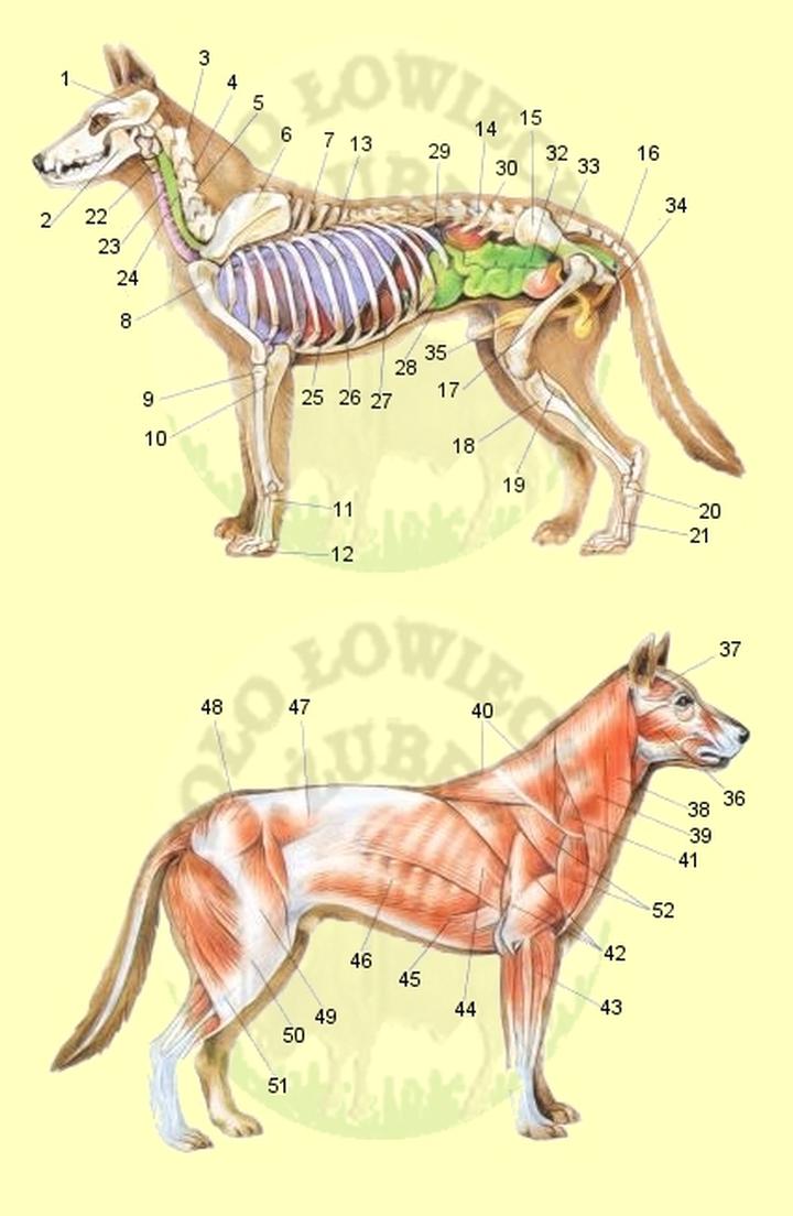 Anatomia psów