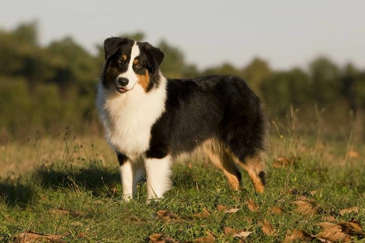 Australijski owczarek pasterski