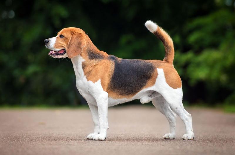 Beagle w rodzinie