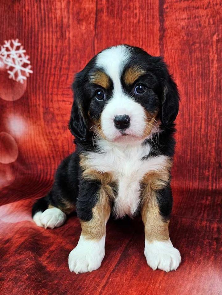 Bernese Mountain Dog temperament