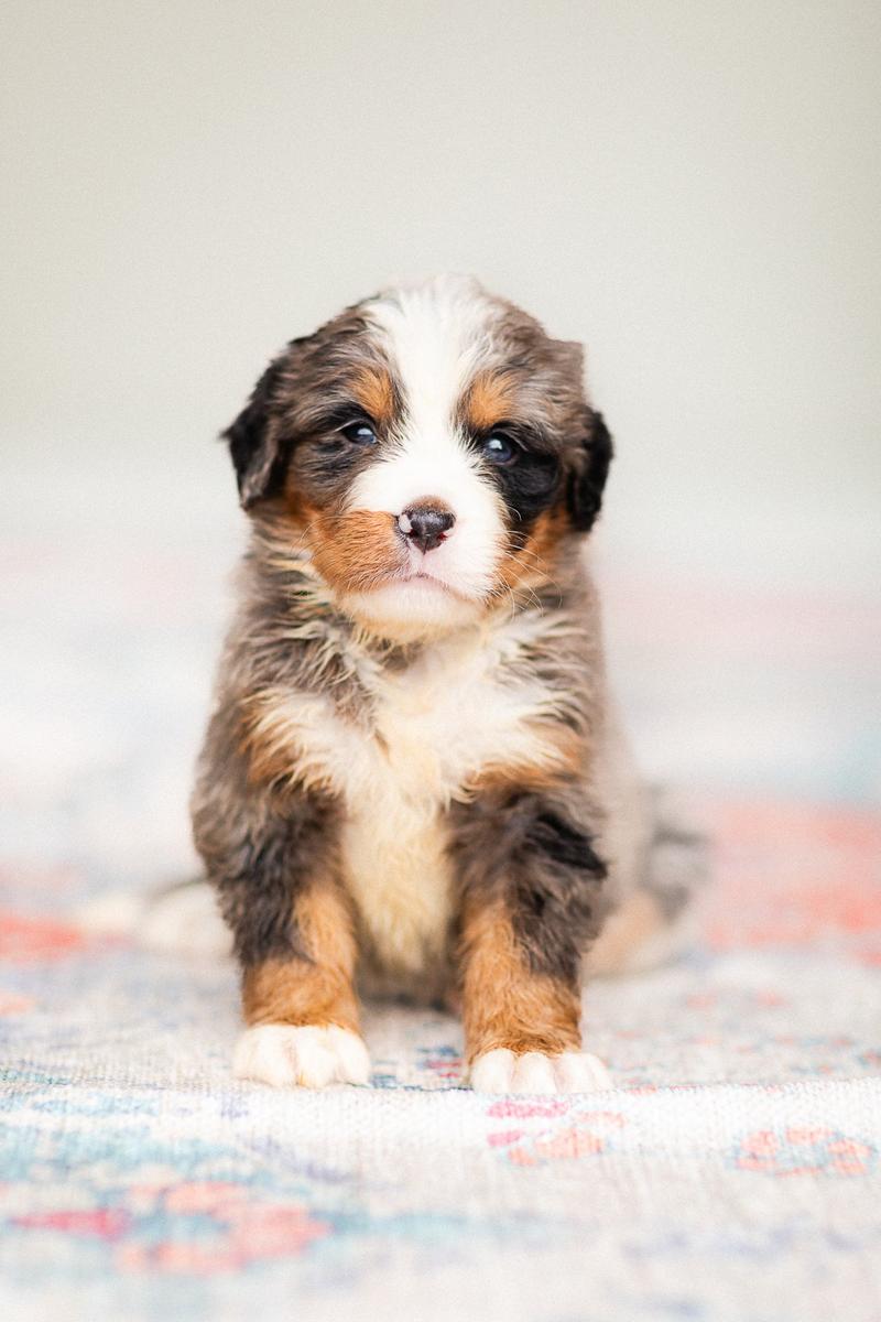 Bernese Mountain Dog