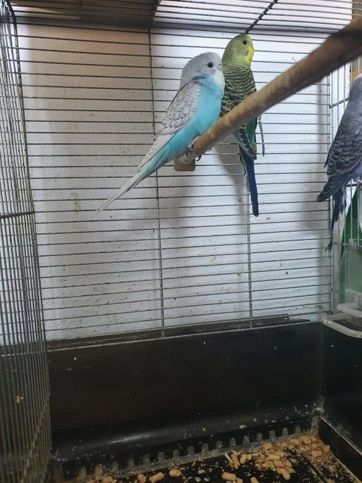 Cena papugi falistej