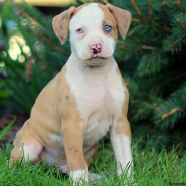 Charakterystyka american bulldog