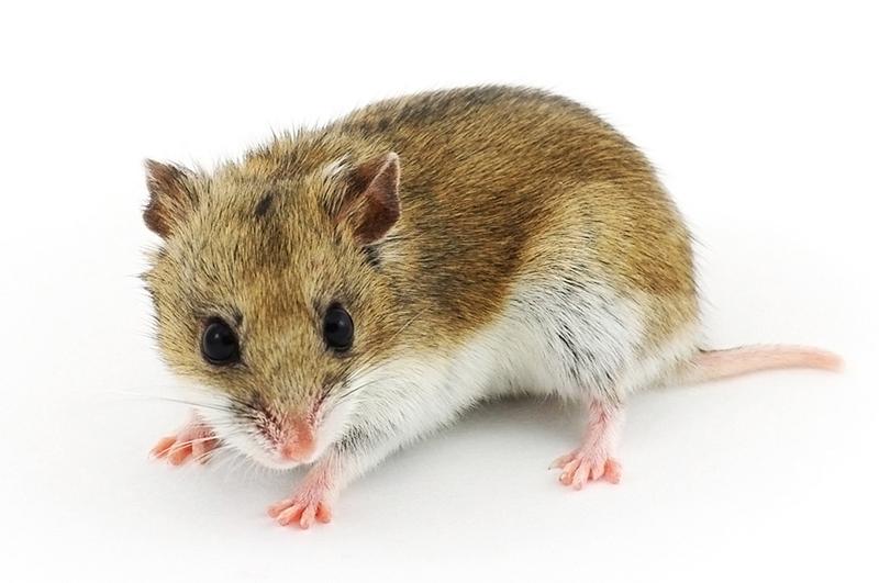 Charakterystyka chomików chińskich