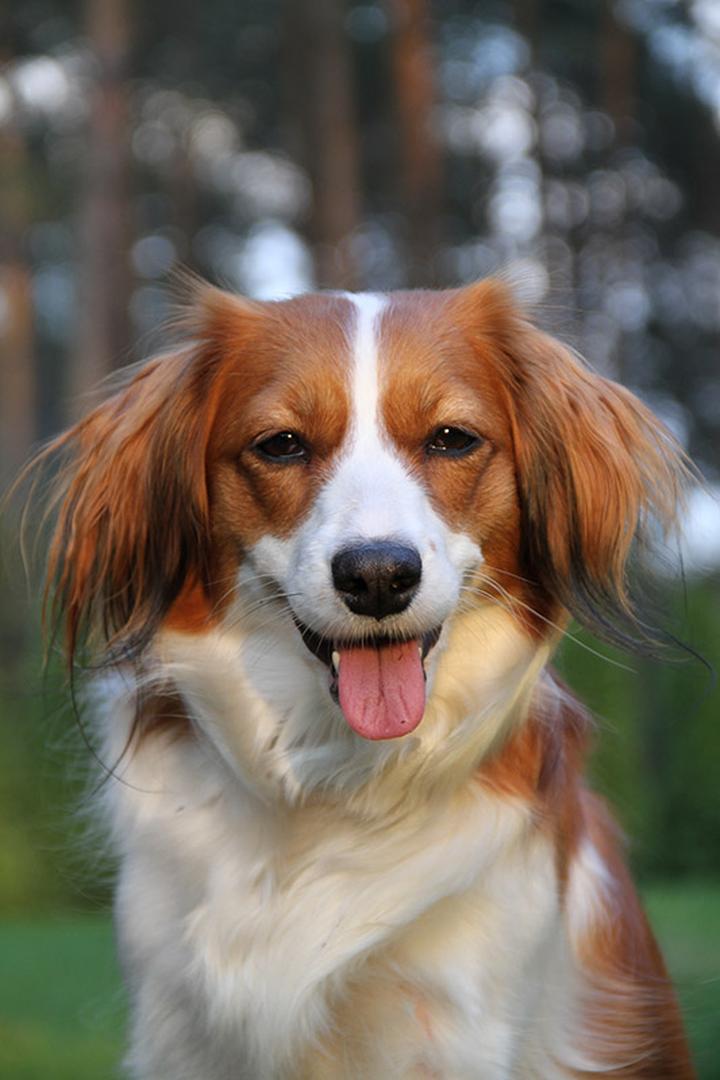 Charakterystyka rasy Kooikerhondje