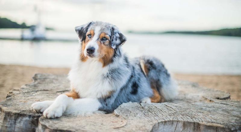 Charakterystyka rasy psa