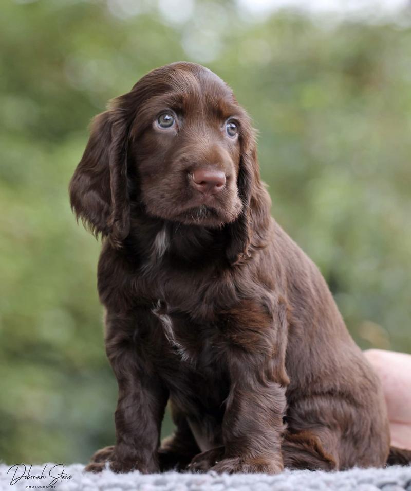 Charakterystyka rasy