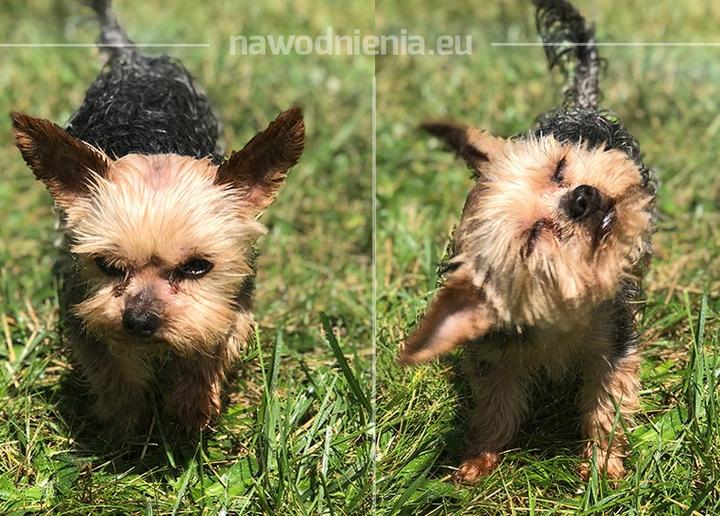 Chłodzenie psa w upały