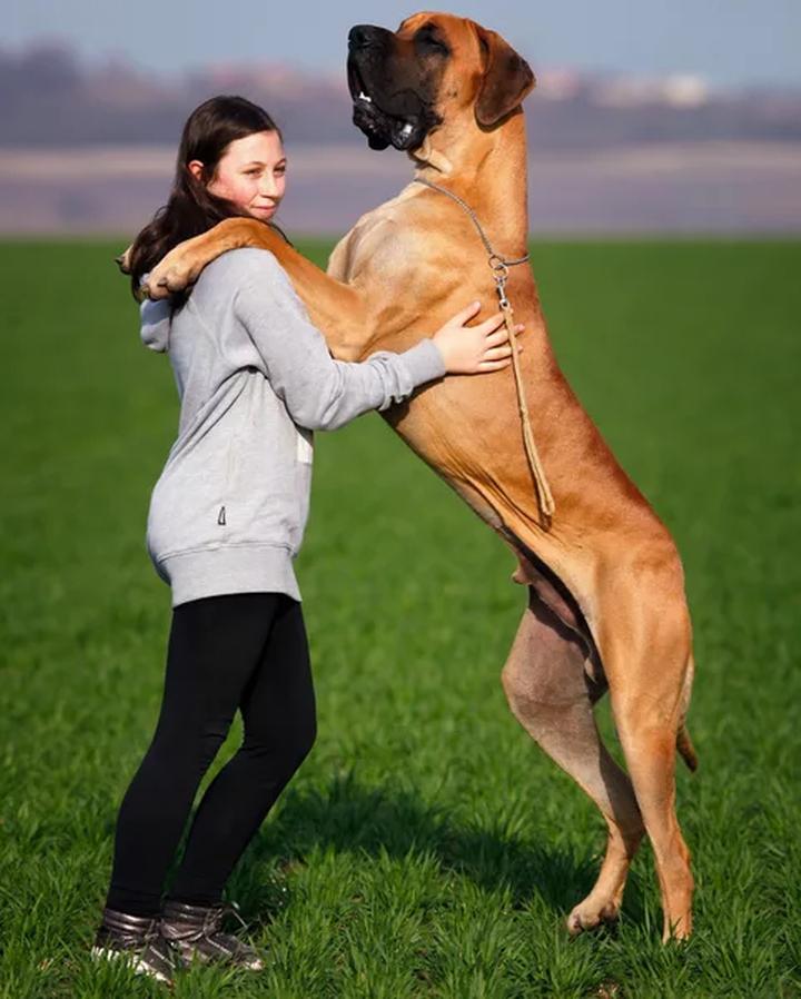 Dogi niemieckie charakterystyka