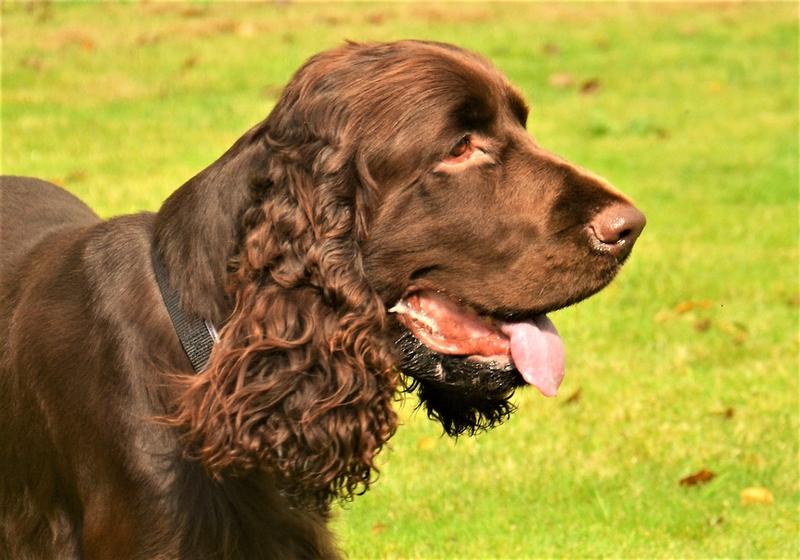 Field spaniel