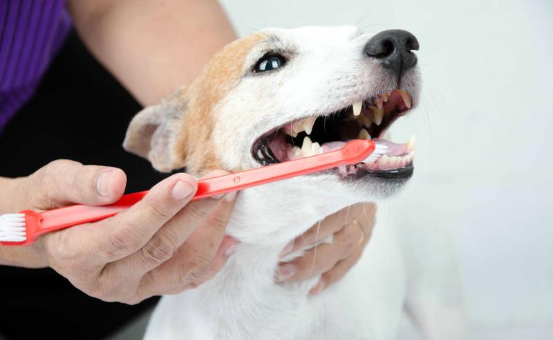 Higiena jamy ustnej u psów