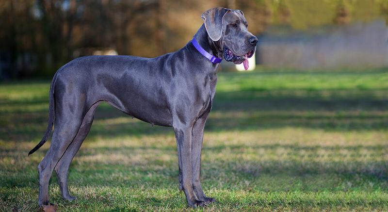 Historia dogów niemieckich