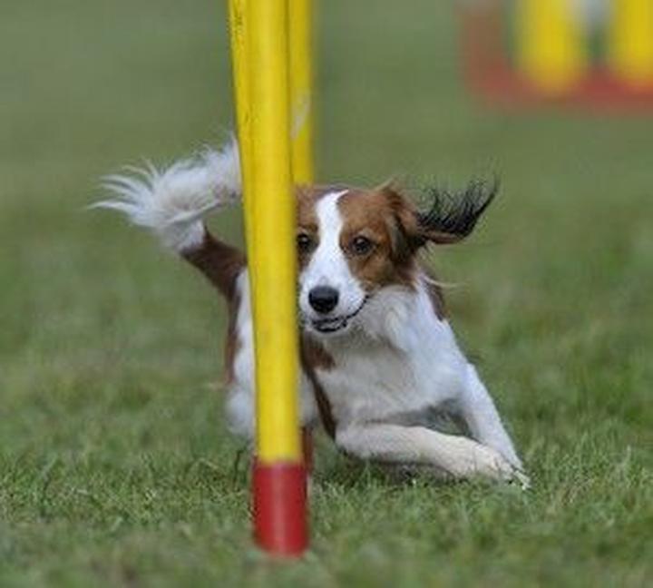 Historia rasy Kooikerhondje