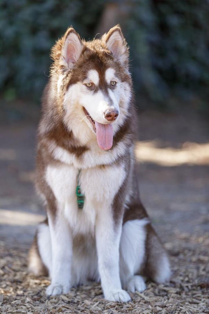 Historia rasy Malamute