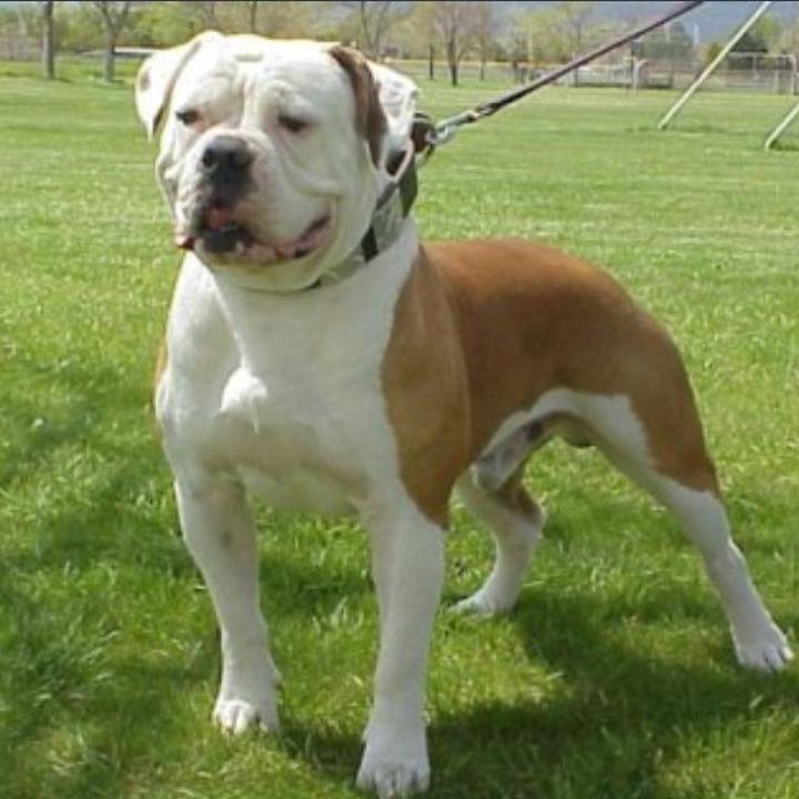 Historia rasy american bulldog