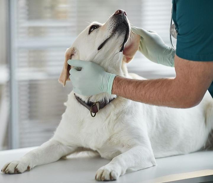 Holistyczne zdrowie zwierząt