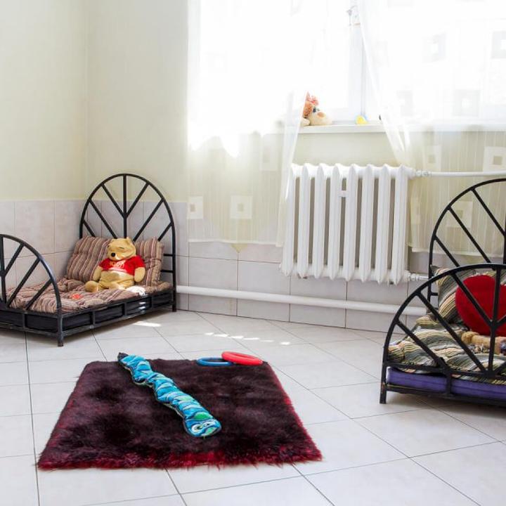 Indywidualna opieka dla psa