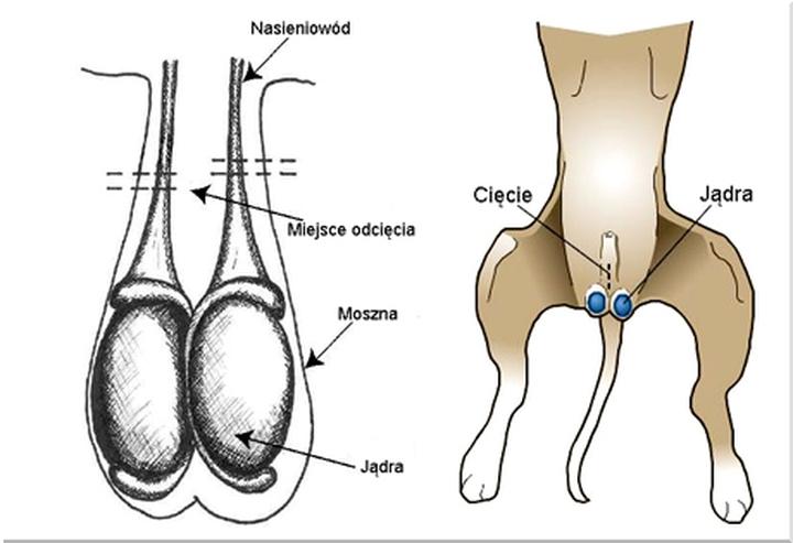 Kastracja chemiczna psów
