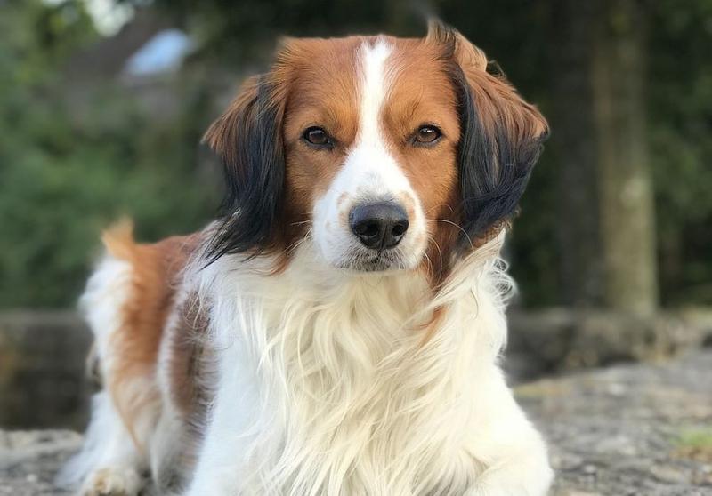 Kooikerhondje w sporcie i pracy