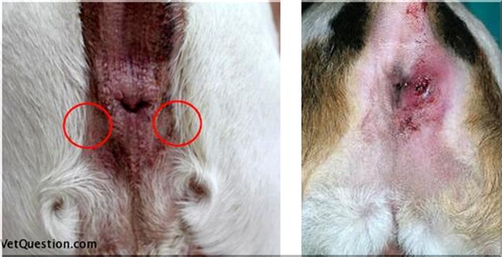 Leczenie gruczołów okołoodbytowych u czworonogów